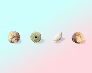shells on blue and pink background