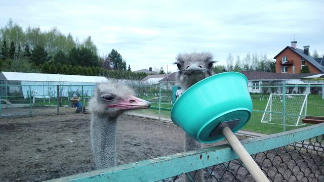 A pair of African ostriches on a farm eat straw