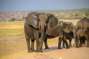 Fototapeta na wymiar Group of elephants on the banks of the Chobe River