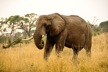Male African elephant with large ivory tusks, in Chobe National Park, Botswana. 