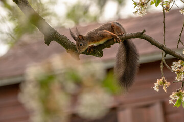 rotes Eichhörnchen im Baum