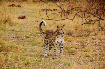 Young leopard walks cautiously in the savannah of Chobe N.P., Moremi reserve, in Botswana
