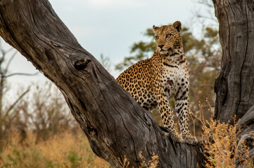 Young leopard on a tree in Chobe N.P., Moremi Game Reserve, Botswana