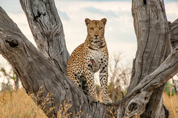 Jeune léopard sur un arbre à Chobe NP, Moremi Game Reserve, Botswana