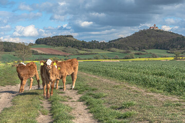 Kälber vor der Wachsenburg in Thüringen