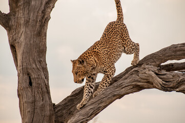 Young leopard on a tree in Chobe N.P., Moremi Game Reserve, Botswana © Stefano 
