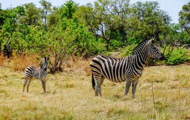 Zebra with puppy in the Savannah of Chobe National Park in Botswana
