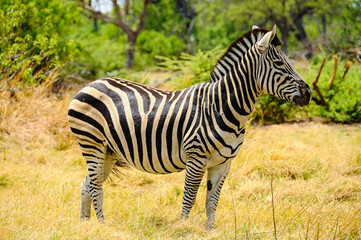 Fototapeta na wymiar Zebra in the Savannah of Chobe National Park in Botswana 