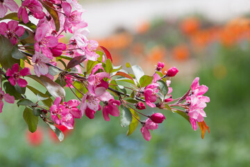 branch of a crab apple tree with pink blossoms, blurry flower bed in background