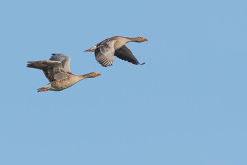 Graugänse fliegen vor blauem Himmel