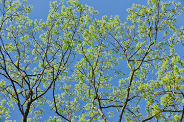 Obraz premium Tree branches with fresh green leaves against blue sky. Spring season nature background.