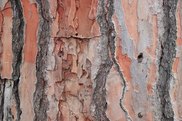 tree bark lumber timber background texture surface backdrop