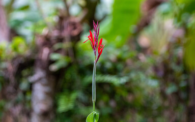 Heliconia