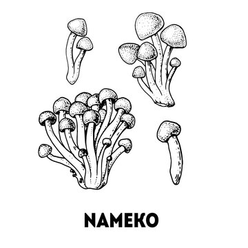Nameko mushroom hand drawn sketch. Mushroom vector illustration. Organic healthy food. Great for packaging design. Engraved style. Black and white color.