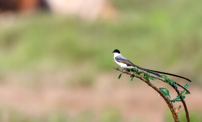 Tyrannus savana - Tijereta