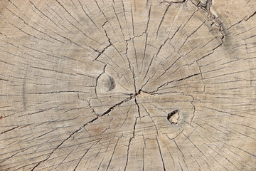 wooden tree slice rings timber texture surface backdrop