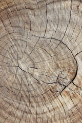 Fototapeta premium wooden tree slice rings timber texture surface backdrop