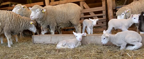 Selbstklebende Fototapeten lambs on grass, ile de france sheep © muro