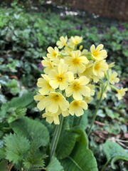 yellow flowers in the garden