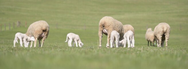 lambs on grass, ile de france sheep