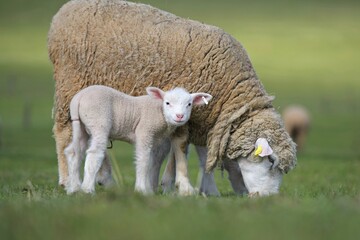 lambs on grass, ile de france sheep