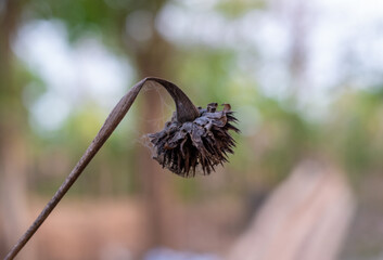 Flor marchita