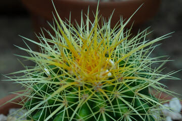 macro of sharp thorns of a cactus.