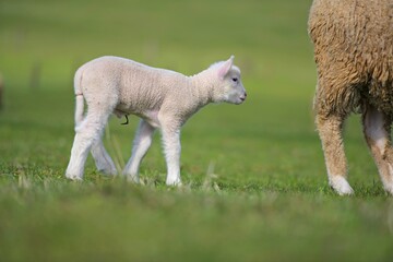 lambs on grass, ile de france sheep