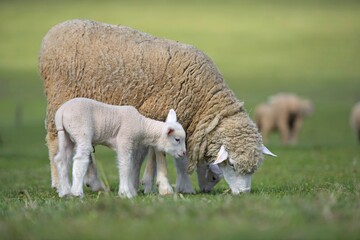 lambs on grass, ile de france sheep