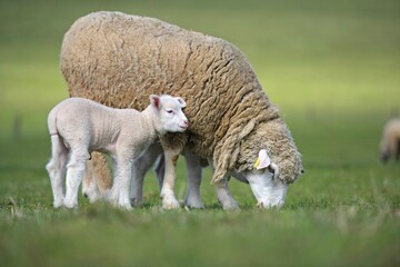 Obraz premium lambs on grass, ile de france sheep
