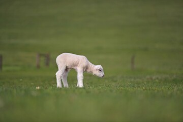 Obraz na płótnie Canvas lambs on grass, ile de france sheep