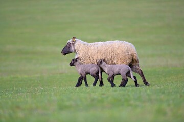 une race de mouton clun forest