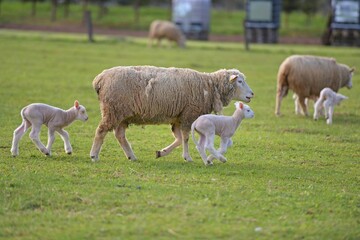 Fototapeta premium lambs on grass, ile de france sheep