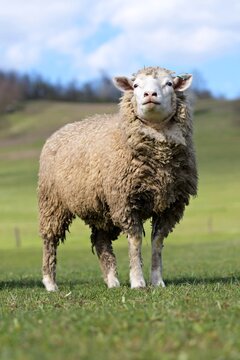 Ile de France sheep on farm