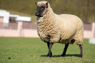 une race de mouton clun forest