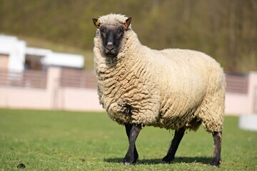 une race de mouton clun forest