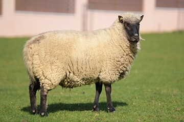 une race de mouton clun forest
