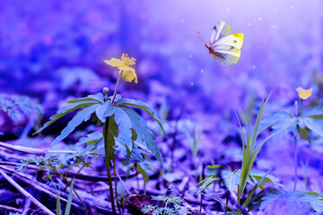 First spring yellow anemone flowers with flying butterfly. Forest floral lilac purple background, landscape or design.