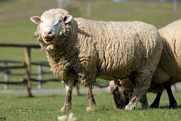 Naklejka na ściany i meble lambs on grass, ile de france sheep