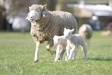 Obraz premium lambs on grass, ile de france sheep