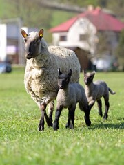 une race de mouton clun forest