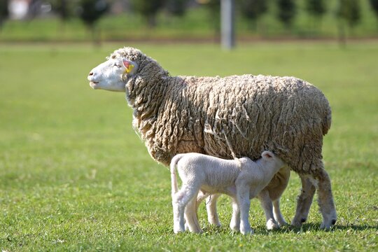 lambs on grass, ile de france sheep