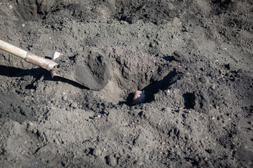 Spring planting of potatoes in the field.