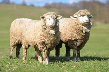 Naklejka premium lambs on grass, ile de france sheep
