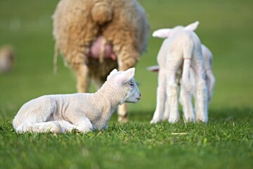 Fototapeta premium lambs on grass, ile de france sheep