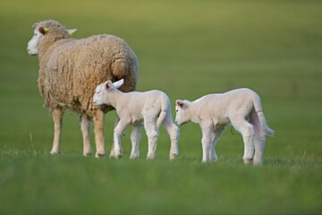Fototapeta premium lambs on grass, ile de france sheep
