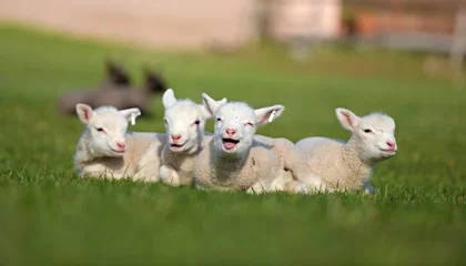 Keuken spatwand met foto lammeren op gras, ile de france schapen © muro