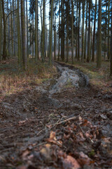muddy path leading to a pine forest