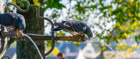 Pidgeon drinking water