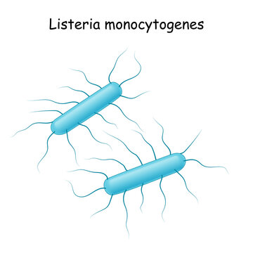 Listeria monocytogenes. Listeriosis